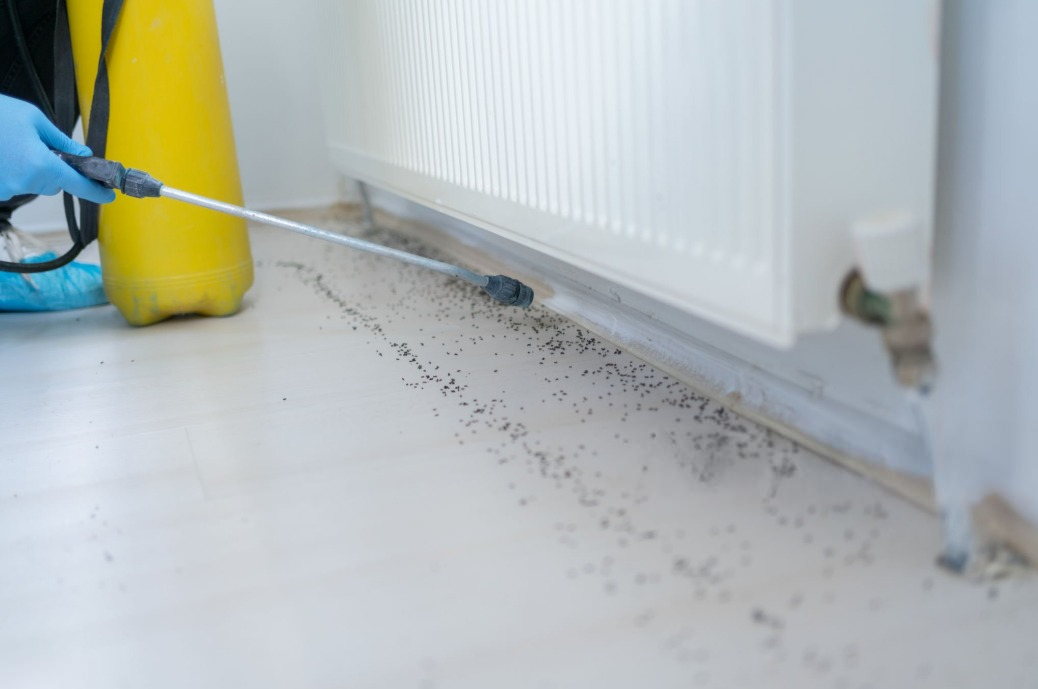 DIY vs Professional Pest Control